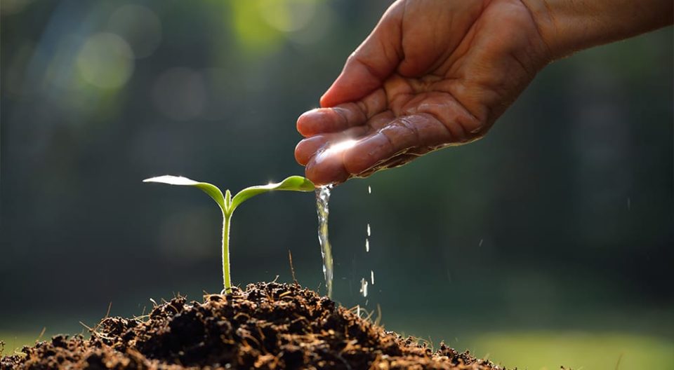 En este momento estás viendo Cómo germinar una semilla: comienza tu propio huerto